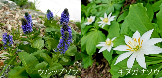 日本有数の花の山「白馬」