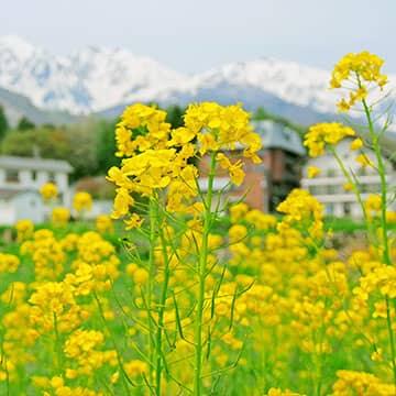 白馬の春を探しに行こう