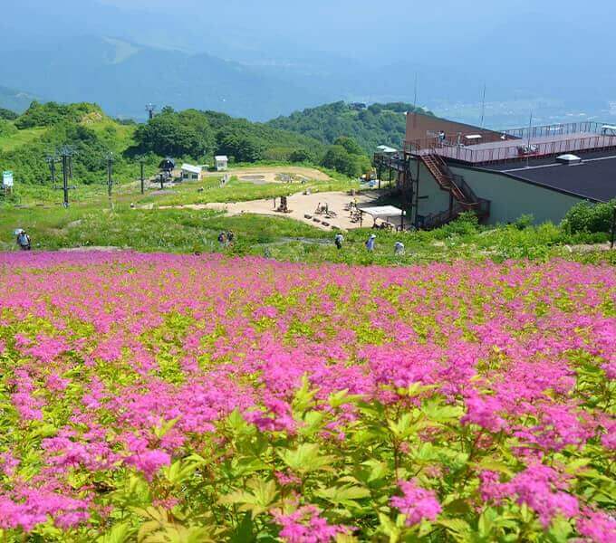白馬の夏を探しに行こう