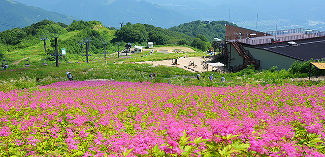 花と高山の涼を楽しむ