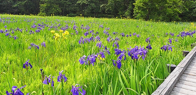 多彩な花々が見られる親海湿原