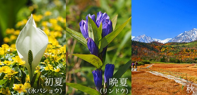 山の花を見ながら、フラワーハイキング