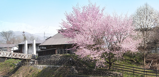 「里山の春」の感じる桜